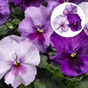 Afbeelding van Viola P9 Grootbloemig Lavender shades